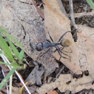 Camponotus suffusus at Paddys River, ACT - 4 Jan 2017