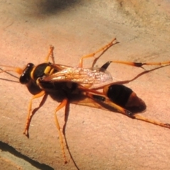 Sceliphron laetum (Common mud dauber wasp) at Gigerline Nature Reserve - 4 Jan 2017 by michaelb