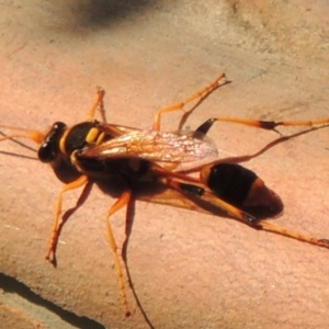 Sceliphron laetum at Tennent, ACT - 4 Jan 2017 07:17 PM