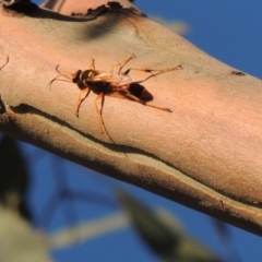 Sceliphron laetum at Tennent, ACT - 4 Jan 2017 07:17 PM