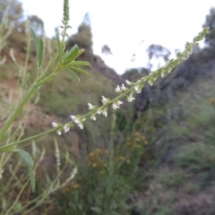 Melilotus albus (Bokhara) at Tennent, ACT - 4 Jan 2017 by MichaelBedingfield