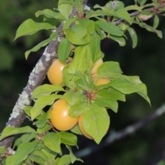 Prunus cerasifera (Cherry Plum) at Tennent, ACT - 4 Jan 2017 by michaelb