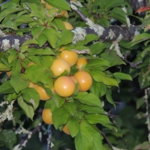 Prunus cerasifera at Tennent, ACT - 4 Jan 2017