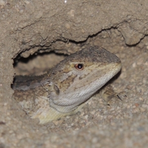 Amphibolurus muricatus at Tennent, ACT - 16 Jan 2017