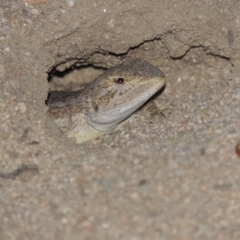 Amphibolurus muricatus at Tennent, ACT - 16 Jan 2017