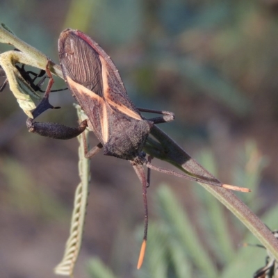 Mictis profana (Crusader Bug) at Gigerline Nature Reserve - 4 Jan 2017 by michaelb
