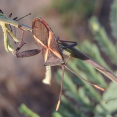 Mictis profana at Tennent, ACT - 4 Jan 2017