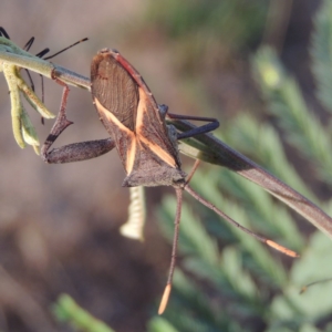 Mictis profana at Tennent, ACT - 4 Jan 2017 07:34 PM