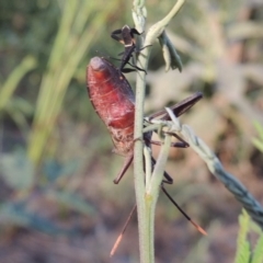 Mictis profana at Tennent, ACT - 4 Jan 2017