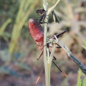 Mictis profana at Tennent, ACT - 4 Jan 2017 07:34 PM