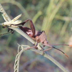 Mictis profana at Tennent, ACT - 4 Jan 2017