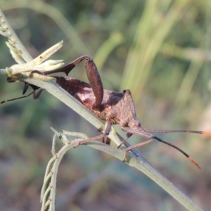 Mictis profana at Tennent, ACT - 4 Jan 2017 07:34 PM