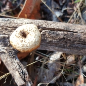 Lentinus arcularius at O'Malley, ACT - 21 Jun 2017 10:40 AM