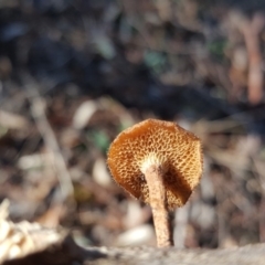 Lentinus arcularius at O'Malley, ACT - 21 Jun 2017 10:40 AM