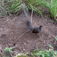 Menura novaehollandiae (Superb Lyrebird) at Kalaru, NSW - 18 Jun 2017 by insideleft