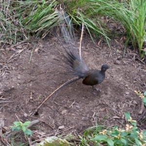 Menura novaehollandiae at Kalaru, NSW - 18 Jun 2017