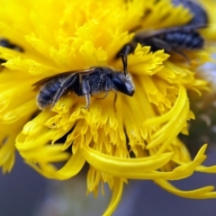 Lasioglossum (Chilalictus) lanarium (Halictid bee) at Macquarie, ACT - 30 Nov 2014 by Heino