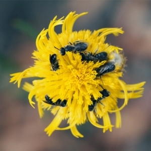 Lasioglossum (Chilalictus) lanarium at Macquarie, ACT - 30 Nov 2014