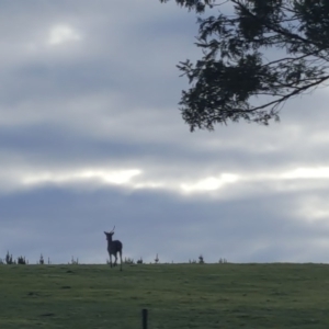 Cervus unicolor at Pericoe, NSW - 12 Jun 2017