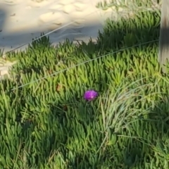 Carpobrotus glaucescens (Pigface) at Eden, NSW - 5 Jun 2017 by DebLewis