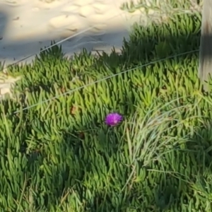 Carpobrotus glaucescens at Eden, NSW - 5 Jun 2017 01:48 PM