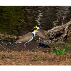 Vanellus miles (Masked Lapwing) at Millingandi, NSW - 20 Jun 2017 by JulesPhotographer