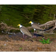 Vanellus miles at Millingandi, NSW - 20 Jun 2017