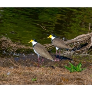 Vanellus miles at Millingandi, NSW - 20 Jun 2017