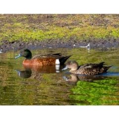 Anas castanea (Chestnut Teal) at Millingandi, NSW - 20 Jun 2017 by JulesPhotographer