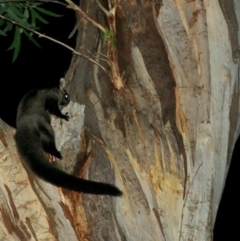 Petaurus australis (Yellow-bellied Glider) at Bournda National Park - 8 Feb 2015 by insideleft