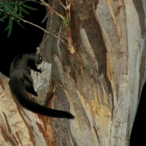 Petaurus australis australis at Bournda, NSW - suppressed