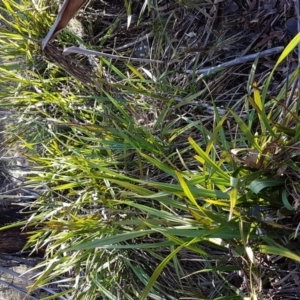 Dianella tasmanica at Mount Clear, ACT - 21 Jun 2017