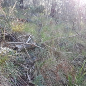 Poa helmsii at Mount Clear, ACT - 21 Jun 2017