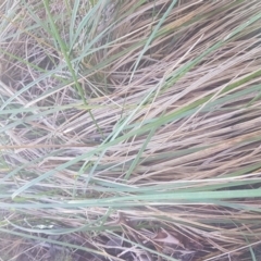 Poa helmsii at Mount Clear, ACT - 21 Jun 2017