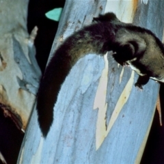 Petaurus australis australis (Yellow-bellied Glider) at Kalaru, NSW - 8 May 1994 by insideleft