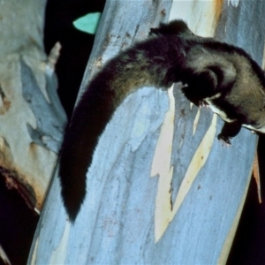 Petaurus australis at Kalaru, NSW - 9 May 1994