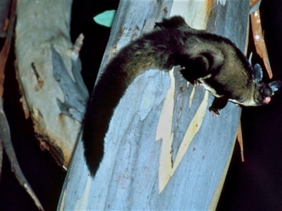 Petaurus australis australis (Yellow-bellied Glider) at Kalaru, NSW - 8 May 1994 by insideleft