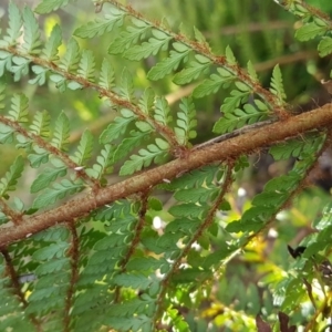 Polystichum proliferum at Mount Clear, ACT - 21 Jun 2017 10:43 AM