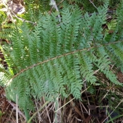 Polystichum proliferum at Mount Clear, ACT - 21 Jun 2017 10:43 AM