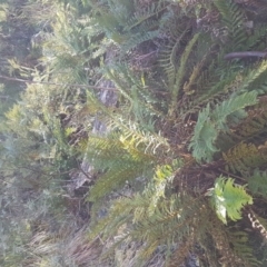 Polystichum proliferum at Mount Clear, ACT - 21 Jun 2017 10:43 AM