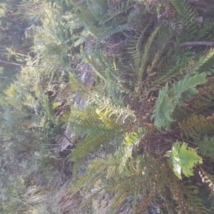 Polystichum proliferum at Mount Clear, ACT - 21 Jun 2017 10:43 AM