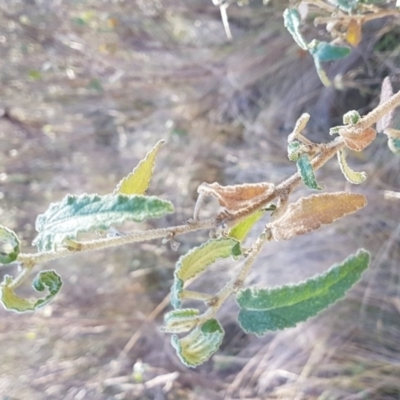 Gynatrix pulchella (Hemp Bush) at Booth, ACT - 21 Jun 2017 by Maliyan