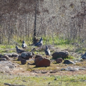 Ocyphaps lophotes at Greenway, ACT - 21 Jun 2017