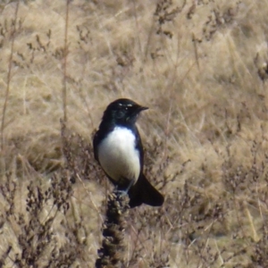 Rhipidura leucophrys at Greenway, ACT - 21 Jun 2017