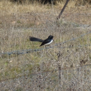 Rhipidura leucophrys at Greenway, ACT - 21 Jun 2017