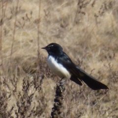 Rhipidura leucophrys at Greenway, ACT - 21 Jun 2017