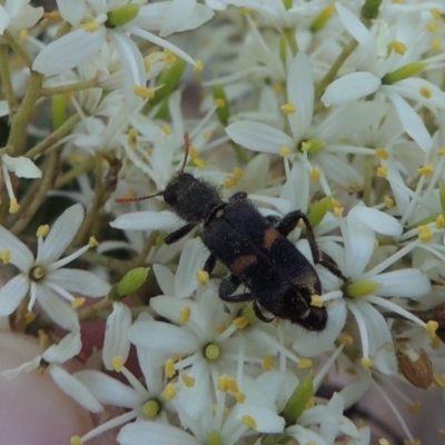 Eleale pulchra (Clerid beetle) at Gigerline Nature Reserve - 16 Jan 2017 by michaelb