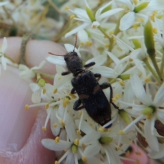 Eleale pulchra at Tennent, ACT - 16 Jan 2017