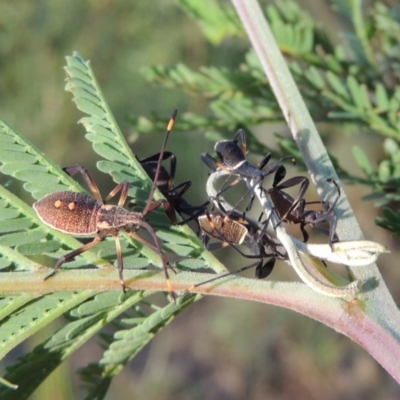 Mictis profana (Crusader Bug) at Gigerline Nature Reserve - 3 Jan 2017 by michaelb