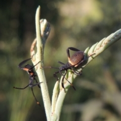 Mictis profana at Tennent, ACT - 4 Jan 2017 12:00 AM